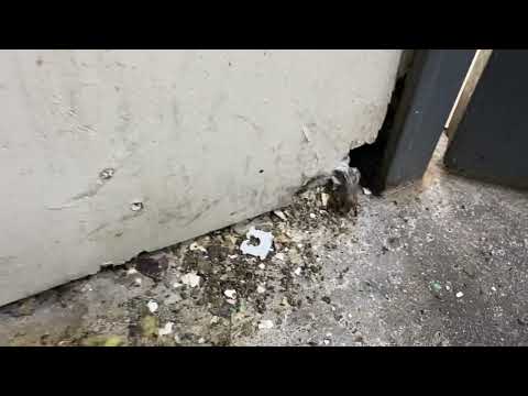 Rodents Rummaging Throughout Trash Room in Hightstown, NJ