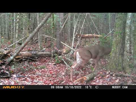 Animals in Nature  2022 11 13