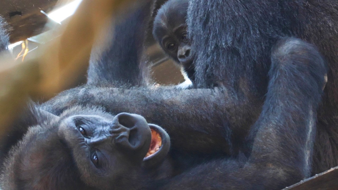 兄キンタロウの暴走！？平然と見守る赤ちゃんゴリラ・サンタロウの肝が座りすぎている｜京都市動物園｜撮影日2026.4.2｜【きょうのゴリラ】
