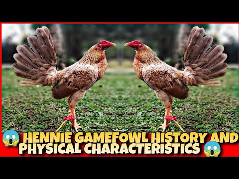 The hennie chicken history and physical characteristics.