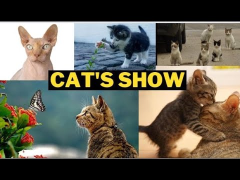 Big cat's show @Hyderabad |cat video|Niveditha |NIVEDITHA DOGGIES WORLD