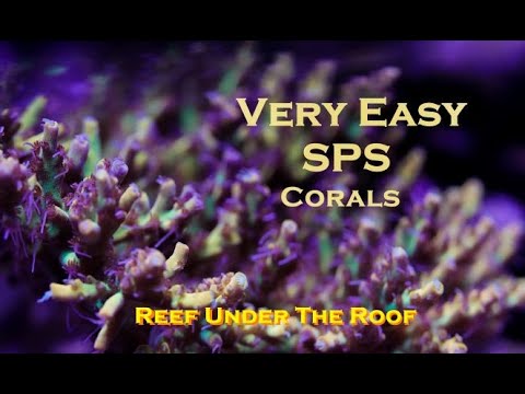 Easy to keep SPS Corals (Get these NOW!)