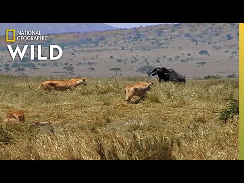 How a Lion Pride Hunts Prey | Cat Attack-tics