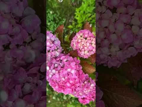 オークリーフアジサイの剪定時期と方法は？私たちの貴重なアドバイス！  庭園