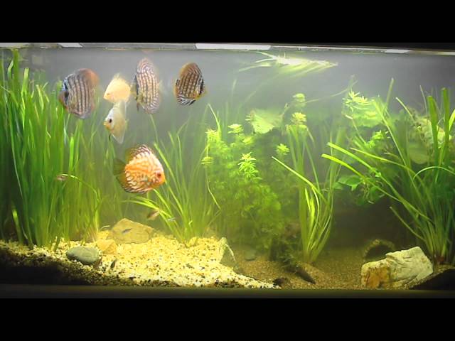 Discus Fish Tank Aquarium