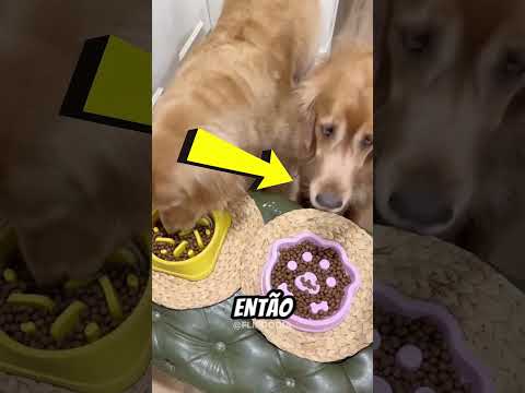 Ela Fingiu Cozinhar Para o Cachorro! 😂🐕 #pets  #petsfofinhos #animais #animaisdeestimação