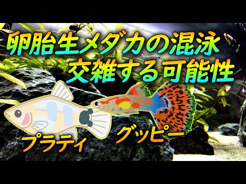 プラティクレイスについて詳しく解説