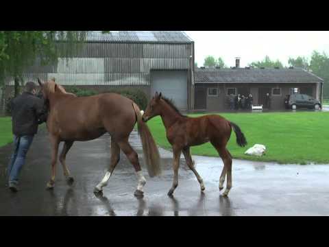 01 Stutfohlen von Beltano - Scolari