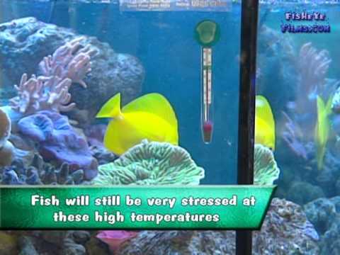 reef aquarium psp review