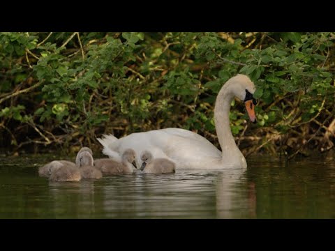 Swan Cygnets First Swimming Lessons | Discover Wildlife | Robert E Fuller