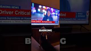 Download lagu This Corgi Started Barking at a News Report on TV. When the Owner Saw What He Was Watching.. #shorts mp3