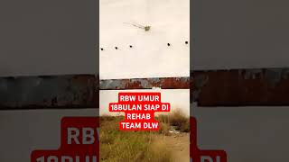 Download lagu REHAB RBW USIA 18 BULAN BERSAMA TEAM DLW Bismillah‼️ #shortstrending #shortsviral #waletsukses mp3