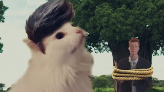 Cover art for cat meme boi