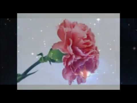 klapa KARAKA - Tija bi te jubit mala