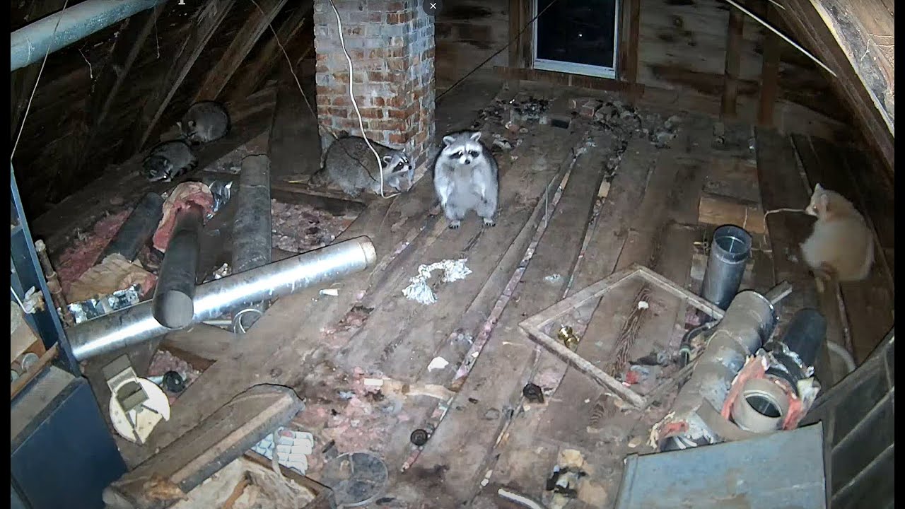 Live webcam view of Attic Cam at the Raccoon Saloon