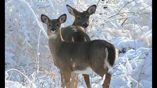 Loreena Mckennitt - Snow