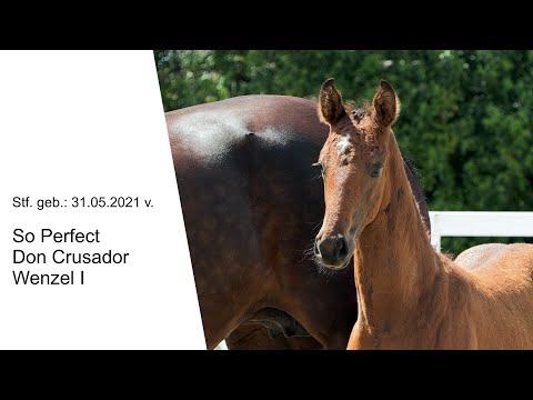 Stf v So Perfect x Don Crusador x Wenzel I 2021