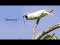 Loudest bird in the world - White bellbird