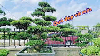 Beautiful, smooth-petaled 70-flower la han pine | Price: 45 million