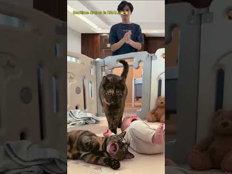 Baby and cat dramatic reaction to bedtime! 🐱👶