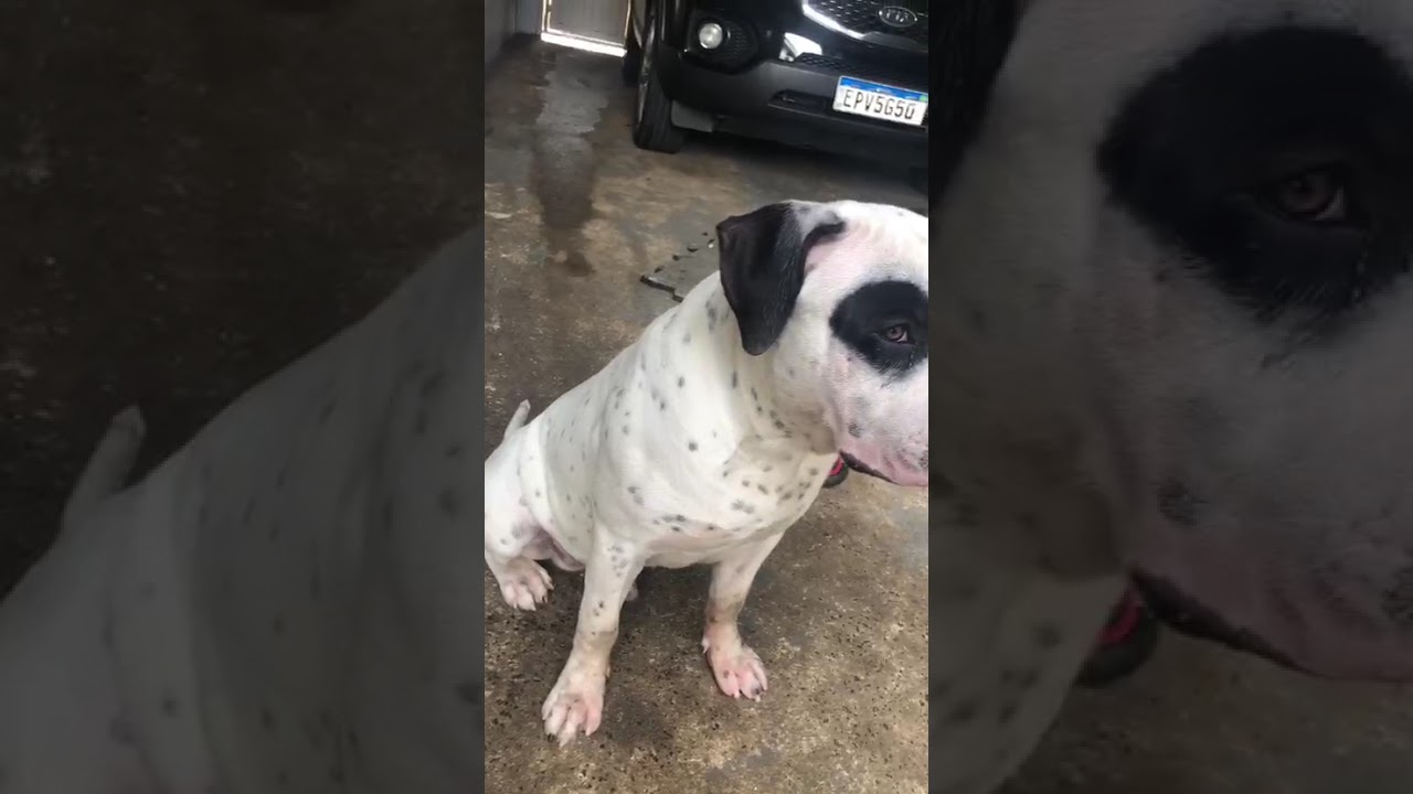 Cachorro raça Pit-Bull idade 7 a 11 meses nome Spaike