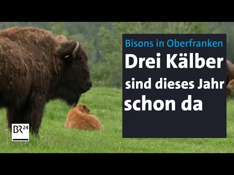 Bisons im Fichtelgebirge: Nebenerwerbslandwirt erfüllte sich einen Traum | Abendschau | BR24