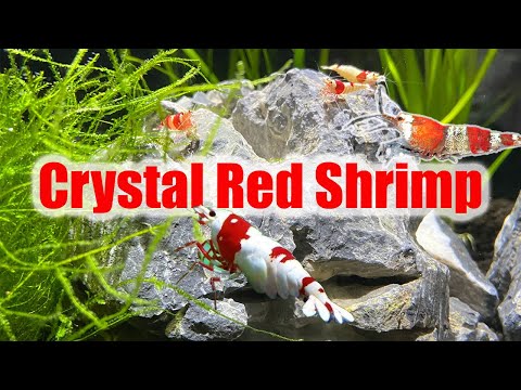 Crystal Red Shrimp Caridina species profile care