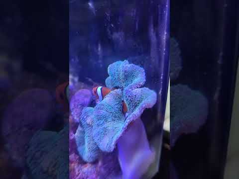 イソギンチャクの増やし方は？なぜ、どのように分割するのでしょうか?  庭園