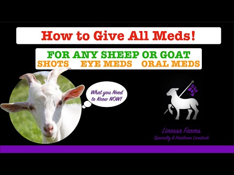 BEST Sheep and Goat Medication Administration Video!  How To Guide for Shots, Eyes, and Oral Meds!