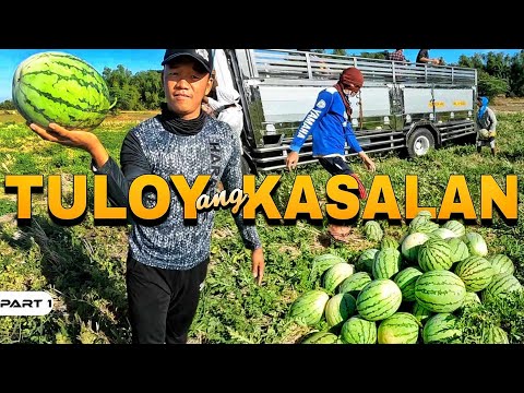 P1-TULOY ANG KASALAN - EP1226