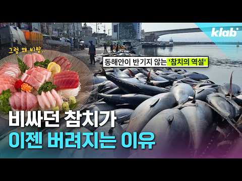 제발 그만 좀 잡혀라’ 동해 어부들이 참치를 다시 버리는 이유