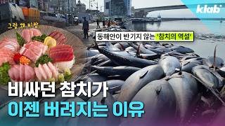 ‘제발 그만 좀 잡혀라’ 동해 어부들이 참치를 다시 버리는 이유｜크랩