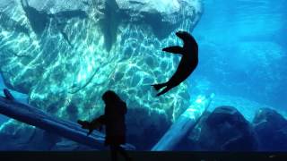 Magical Connections - Girl Plays with Seal