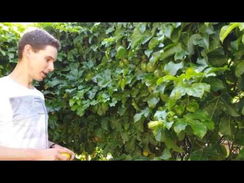 download lagu mp3 mp4 Gardening Tips Perth Wa, download lagu Gardening Tips Perth Wa gratis, unduh video klip Gardening Tips Perth Wa