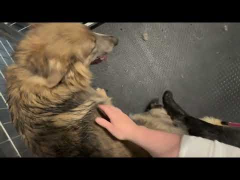 German Shepherd Mating “Tie”-Before During After educational - #germanshepherd #dog #doglover