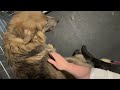 German Shepherd Mating Tie Before During After Educational Germanshepherd Dog Doglover