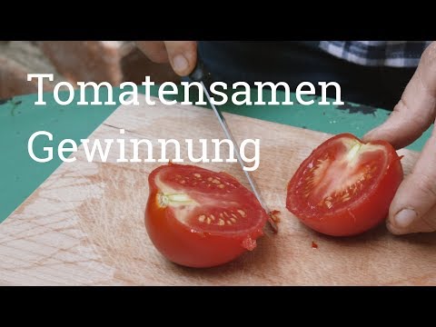 Tomatensamen Gewinnung