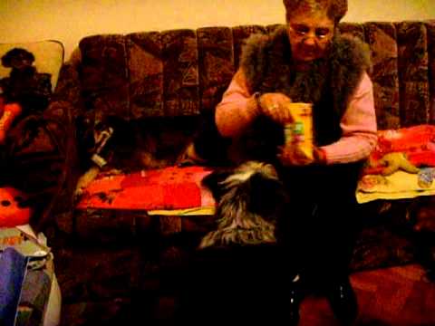 Floricica, Nicu, Onciu , Pufy dogs in my house and Rodica