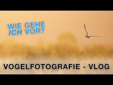 So gehe ich bei der Vogelfotografie vor - VLOG Spanien