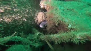 Plongée avec Active Plongée Le Havre (APLH)