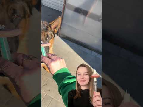 Як правильно дати собаці ліки?💊 #dogshorts