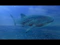In A Blue Mood | Frank Sinatra | It's A Blue World