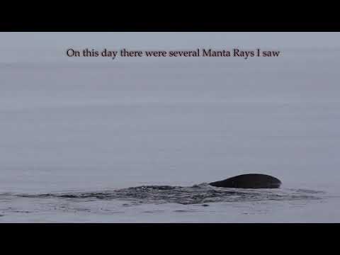 Giant Manta Rays and Big Cobia out of Ponce Inlet New Smyrna Beach Florida