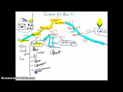 #4m Gram Positive Bacilli (Rods) and Filaments