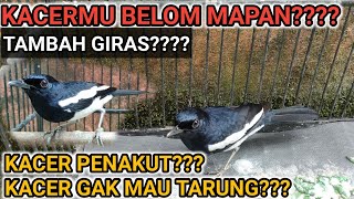 Download lagu BURUNG KACER TAK KUNJUNG JINAK??? CARA MERAWAT KACER mp3