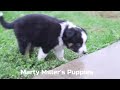 Australian Shepherd dogs for sale: Bella - Video 1