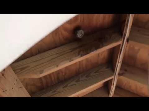 Removal of a Wasps Nest on Middletown, NJ