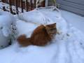 Furrball Didn T Really Like It