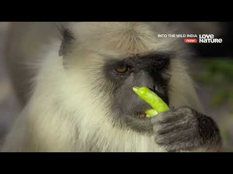 Vissza a vadonba  India S01E08