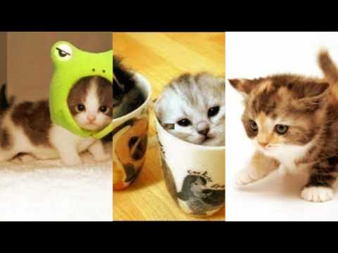 Cute CATS-KITTENS Compilations....